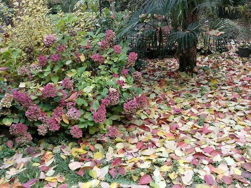 CB19731C29E17D1162BF9508A160524C