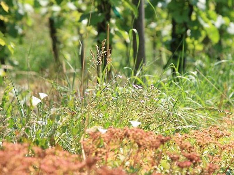 883692E77A395800E66F5566237C234E