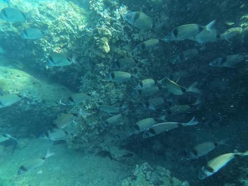 A00EB5184DFFF370938A933CEB309CF3