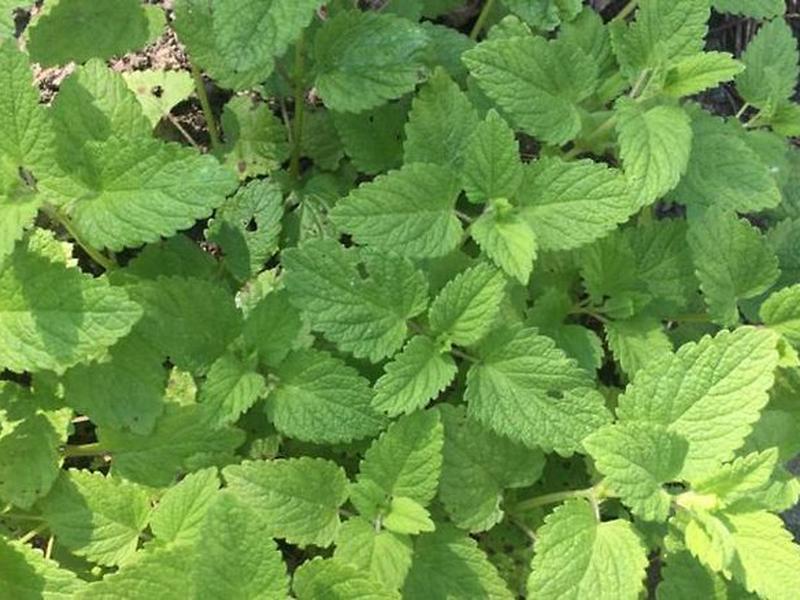 711DD65086E15AB2DD727E0211941505