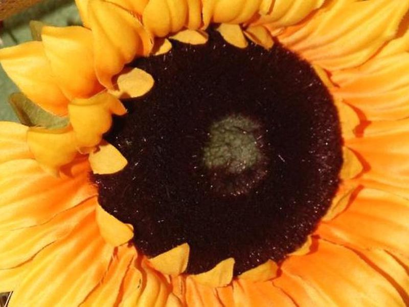 C526B5F52DDCCE1C7645AFAE9FE341D1