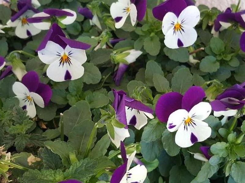 C7F0BFEFC68665F6D408CEBACA2B7A39