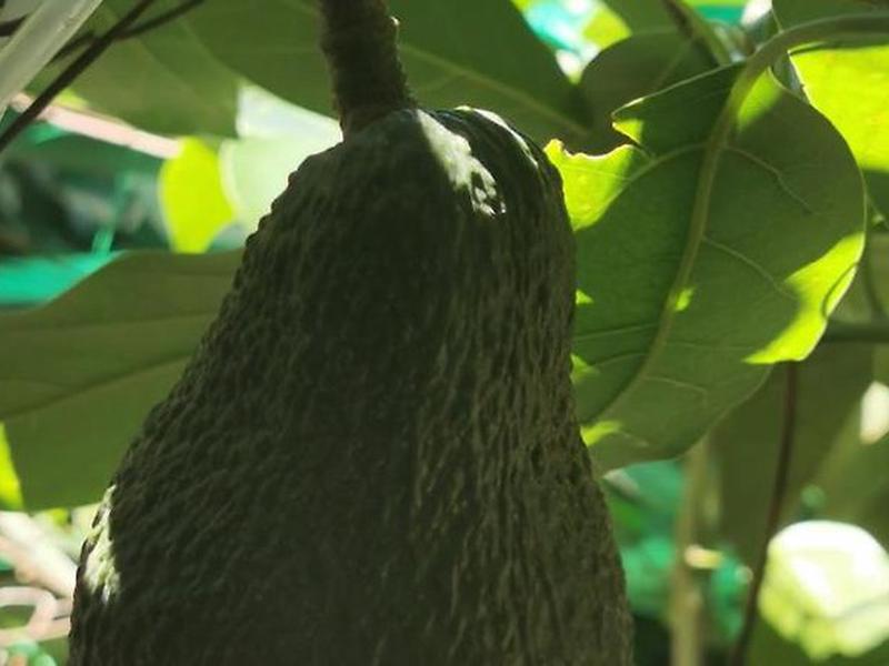 A9AA530E03387058822FCDFE06AA39DB