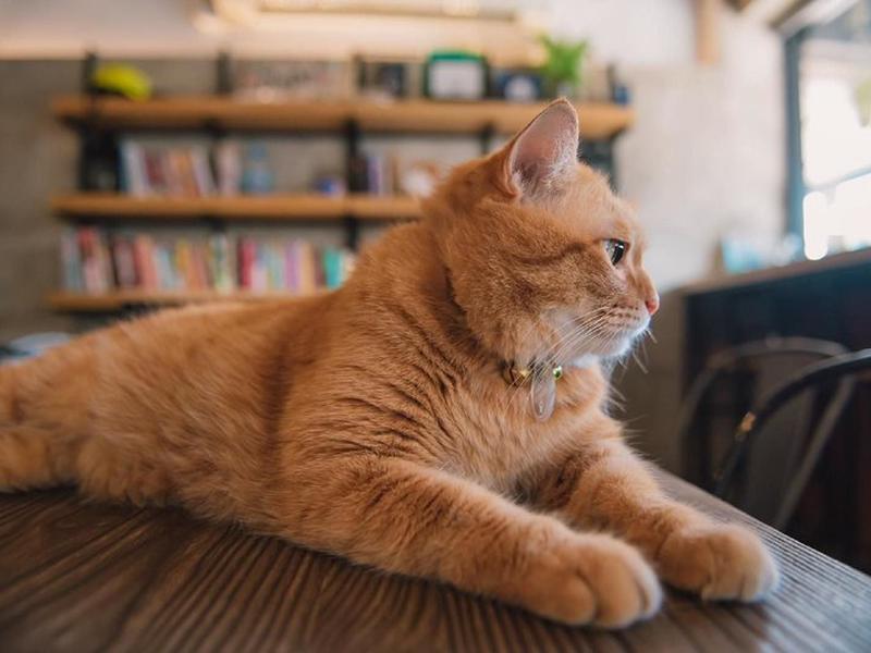 7A0A3398E4446DEB648DE2D8F9A95381