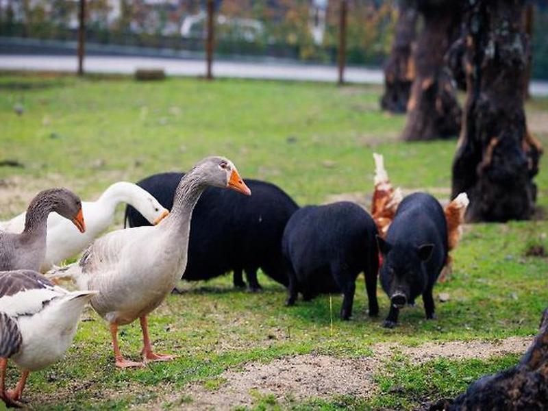 D45323164C53B26FCBC64A9D15F18E31