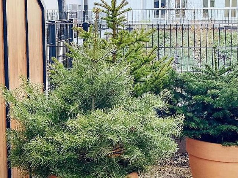 06D9112C197819C3EFCADB2365E12D0F