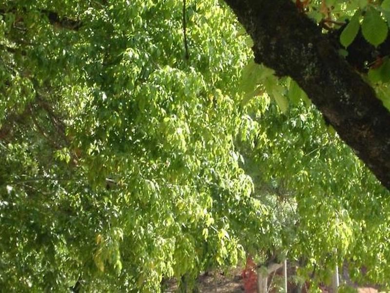 EB77FE6CF248CBA274955323439B1935