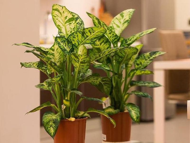 690A0D0ED164D8BD00C3C30EA2C0D131