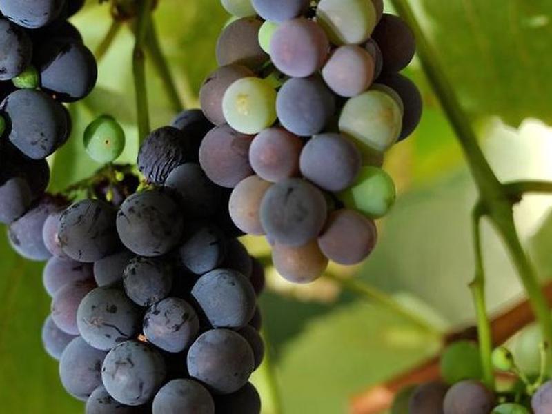 A576F31A7205765A739B46245AA30A6B