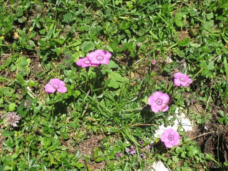 97951D22931D53FBBAC5DAA911CF3A4C