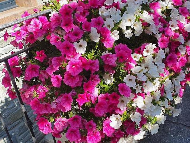 7D0A133C425F0EE34633B4519539F4DA