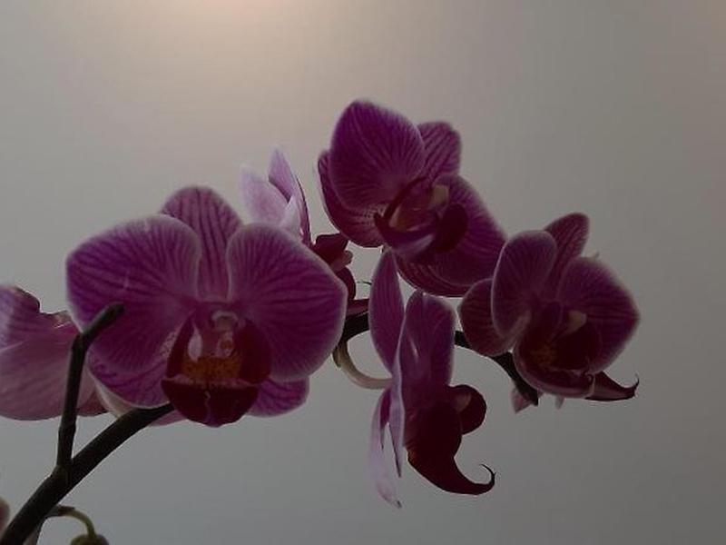 1A96370D266D4D575395FD979EB36EE8