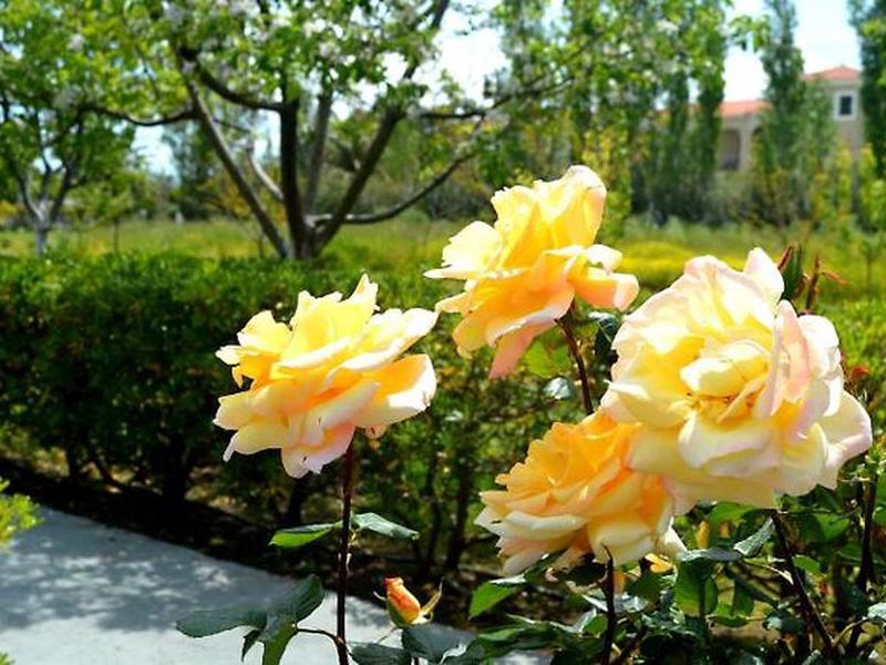 9E950C38B4758520DD5B2D72609DD9AC