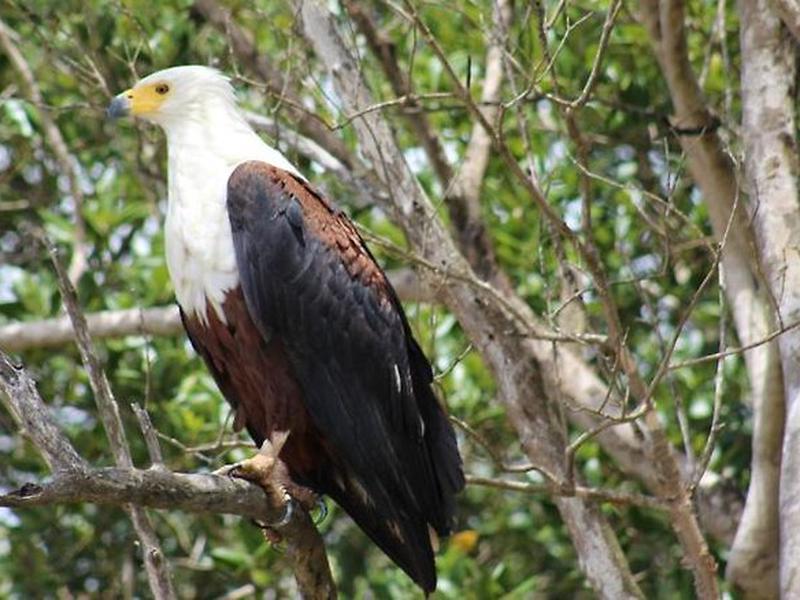 6C66AD15AC575C1DBCA64E2D5161412F