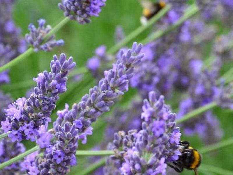 CDAD1F21F265222A3D46A2149C9DFC27