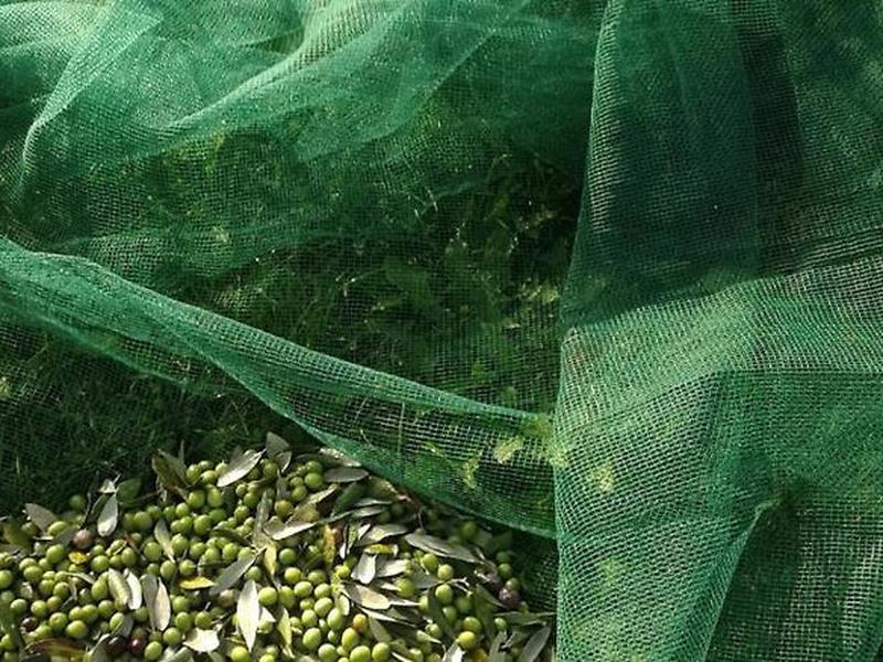 209667A55C5FA4AE53B3D9879E997172