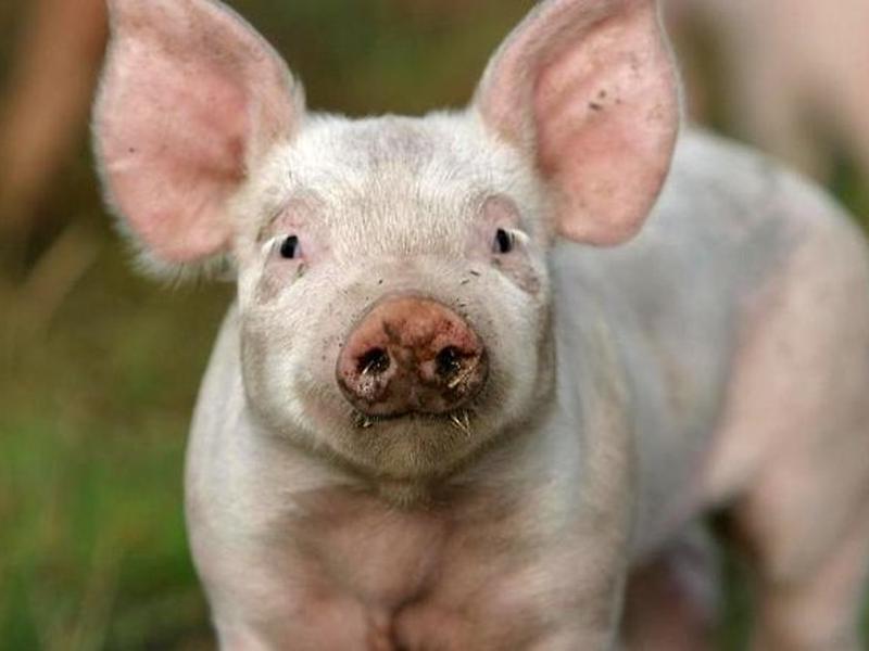 1CF4342CF72F6A8E66B1D929D7C503D8