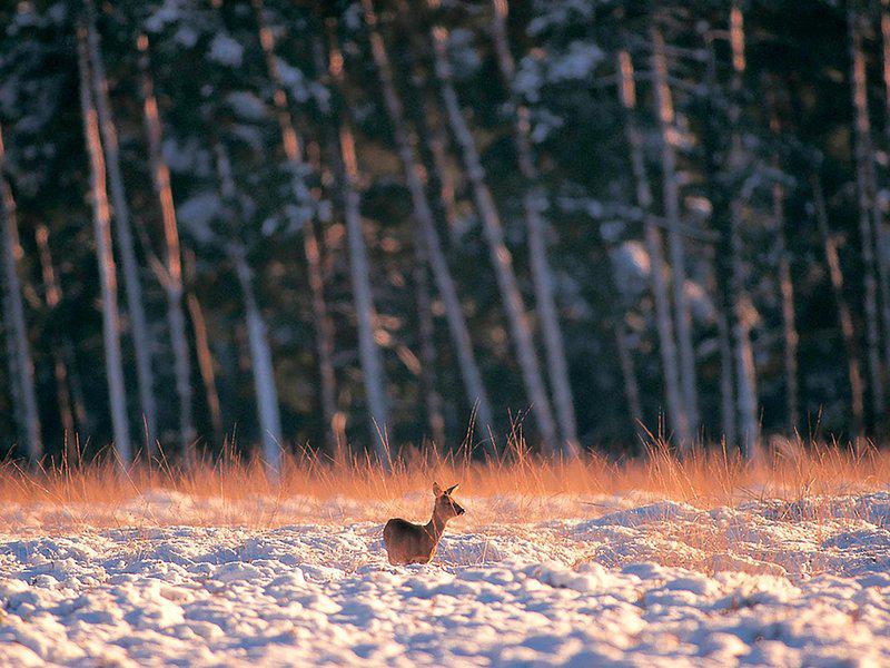 E51D5AEBB6AB11CF76C6A62ED032BCBC