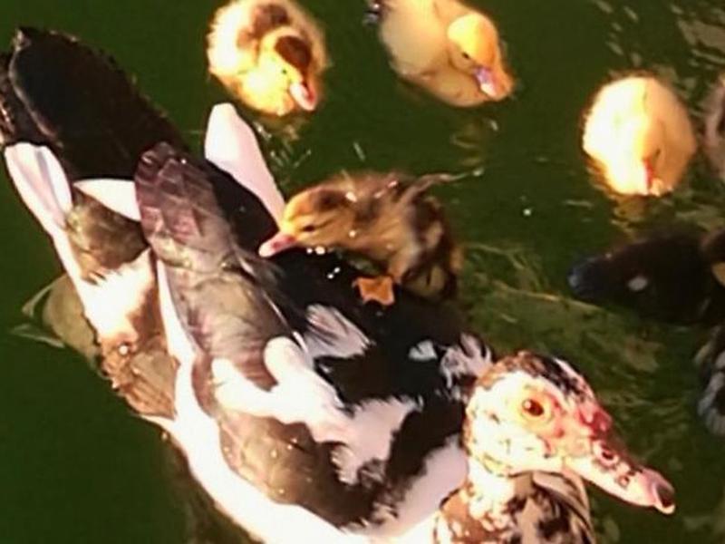 49C4D881DE28C9BB76FE161429244612