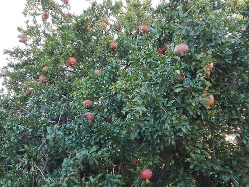 7BE85BAF7A25825B4726114156FAE3D6