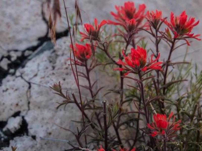 C0E36DFB127132F7C9E612E04AF29450