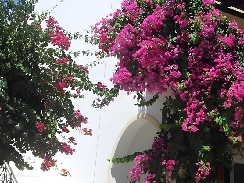 82F9B23CACE9E444C940D24AE1FC183C