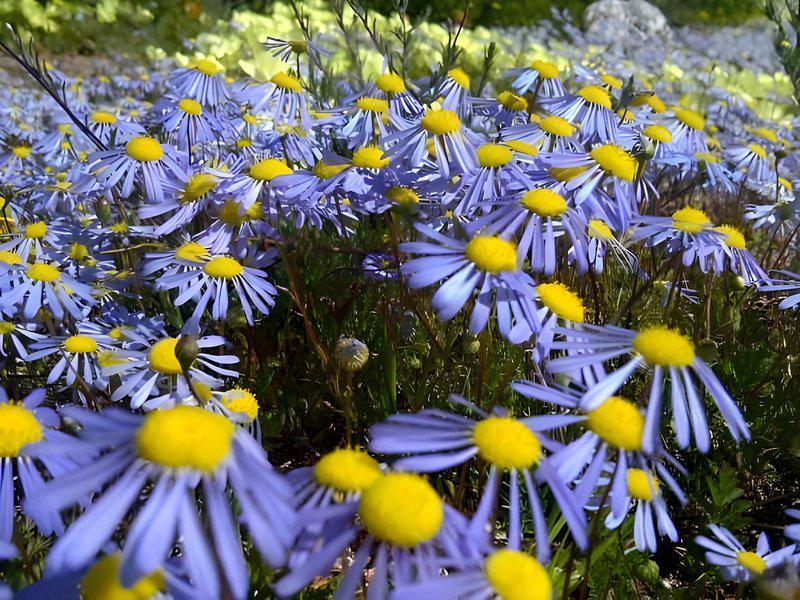 8012083A00B17AD51195CCC2FE1B04CE