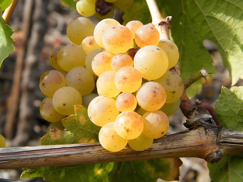 5E708E098FBE04F7700185E554741E09