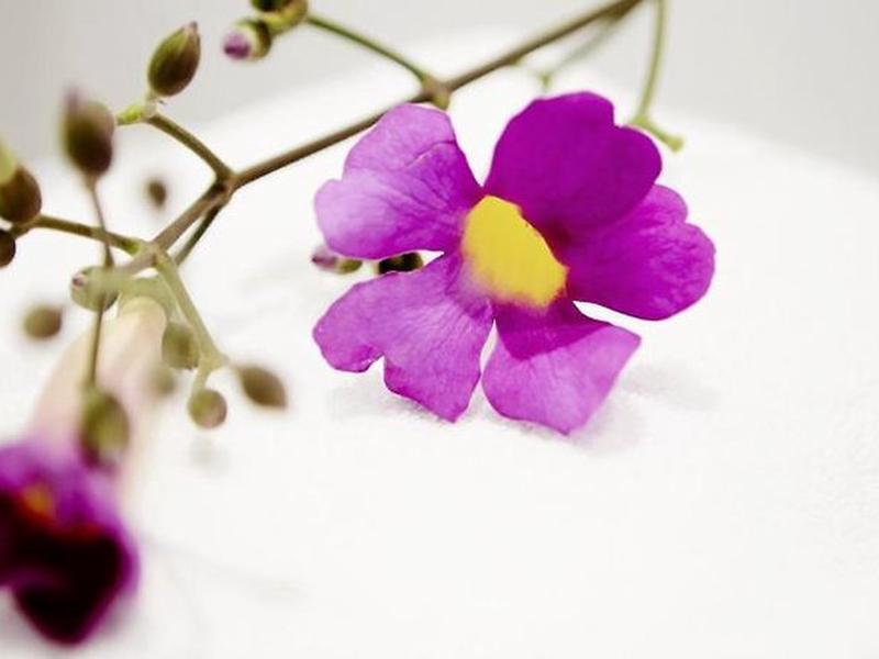 A539B0826FA2D29120AE2DC608CB9C58