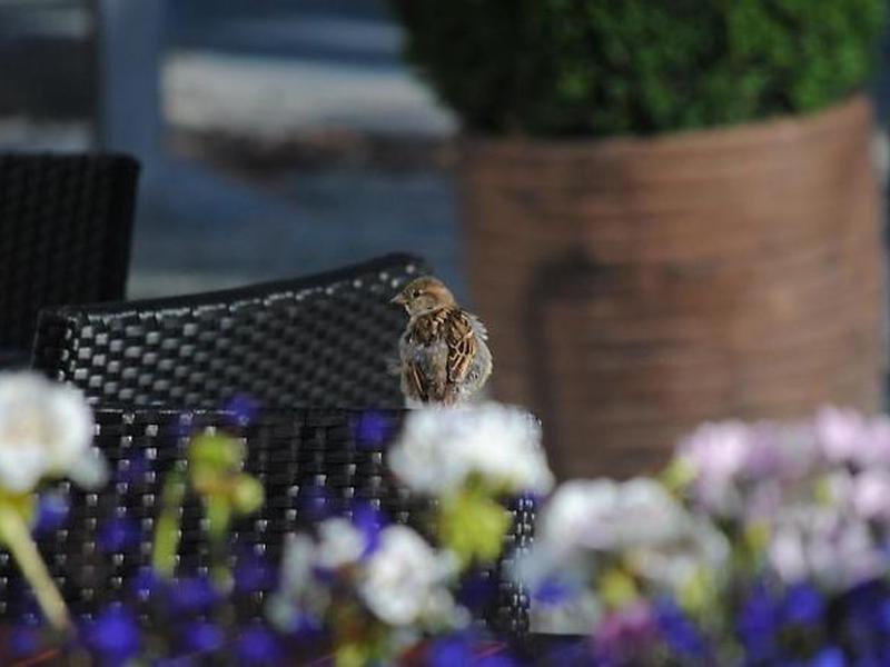 E556C860DA9B0A01DBBFA1D8FF40659F