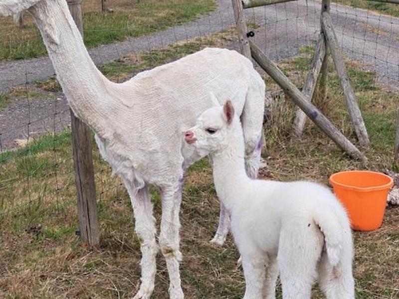 AE3A8B3B23CE2E41FCD10125E73D867C