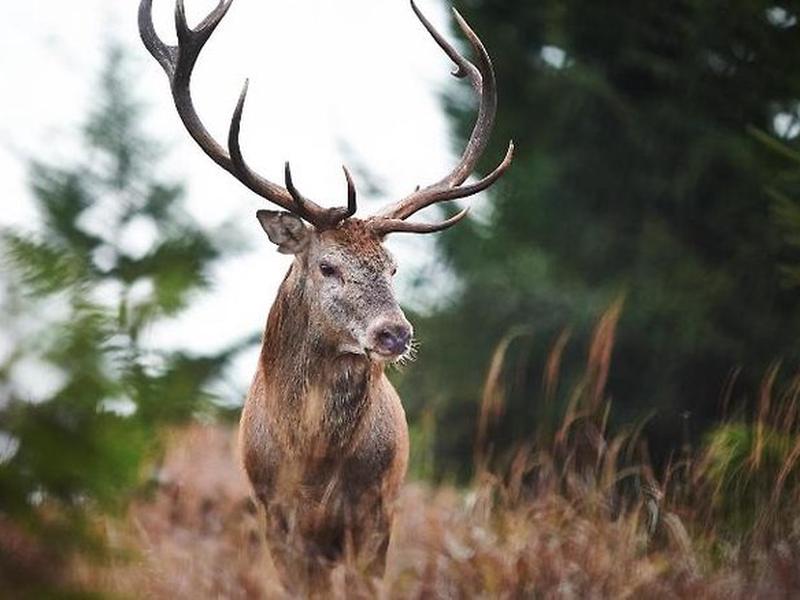 2096393203775703A73598579E494FF9