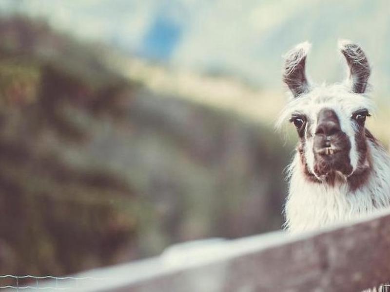 0FF200174A648F400018295958117204