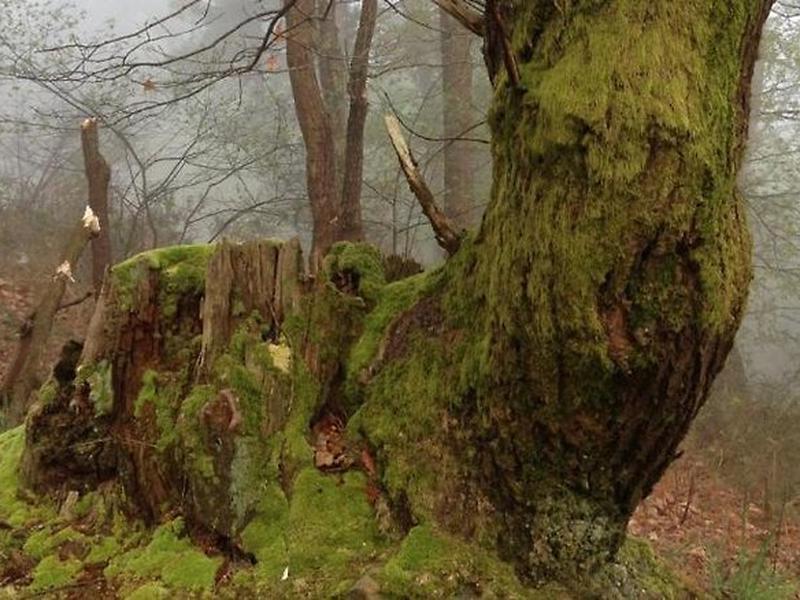 E60D29EC5D7E779DF452784EC446BD49