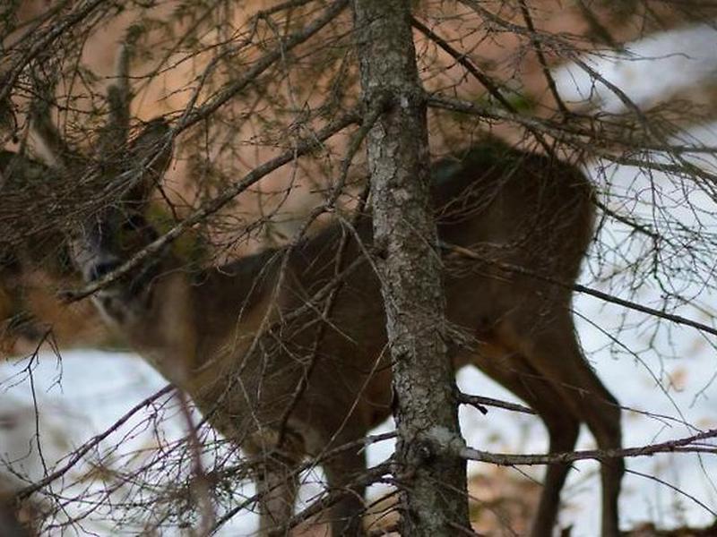 8DA6AF3924842CA520D9769A7FF1FC34