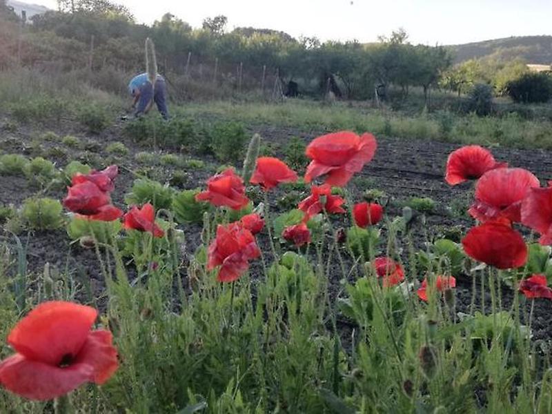 E40E1E4083A4399B653815AE18F2743F