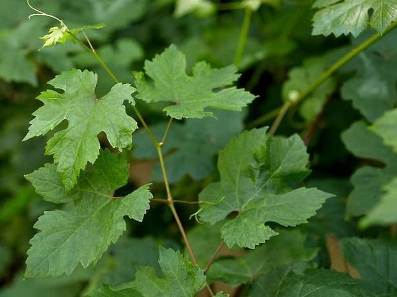 1E12F9101E8DD5F9808918DA1F8C9F24