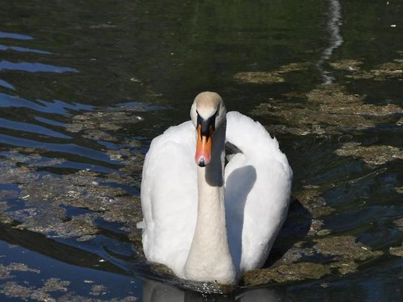 96E808EFFF7F0C72322D8D66319B48C9