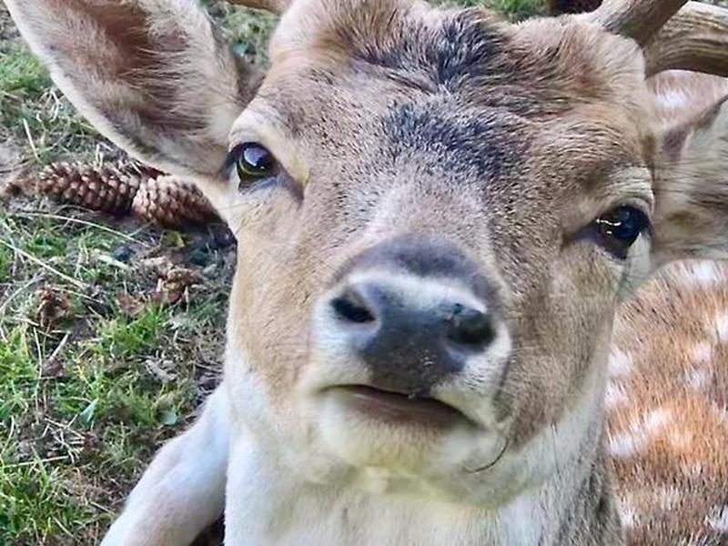 FFA19A7B8C9703DFD0610A39EEA7AA8D