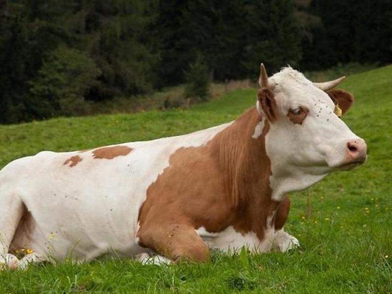 7AAE72B8A22977887E26CE63ECDD79B7