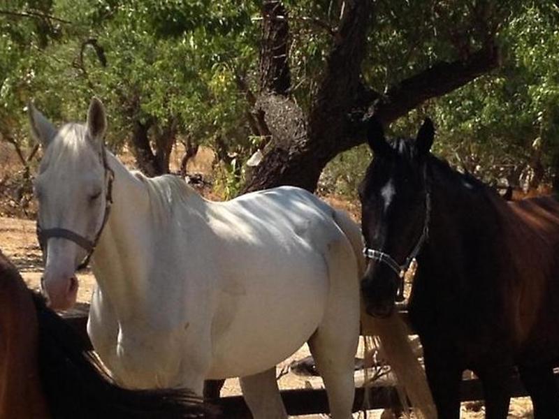 B65AE3F062661ADD16358E2B486C0F1A