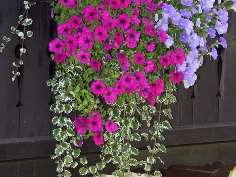 56ACEDDE688E381DA9E5038E103D5F9C