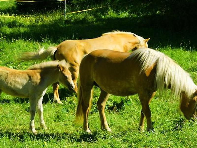 894E2E793579B695FD4F83408B85F1B3