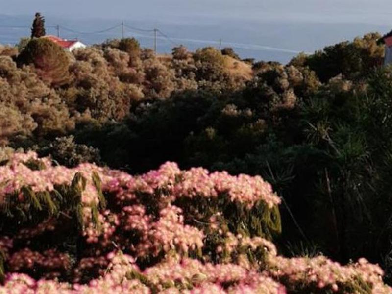 E9D19632842C06CF7AB1F90B5450DAFC