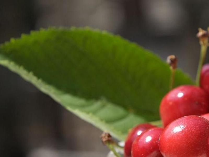 FE5A43C9E06F6AF0423D07C5238794C0