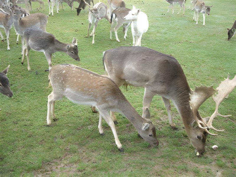 84AE2CA4AC42D9555AEB155F707DF423