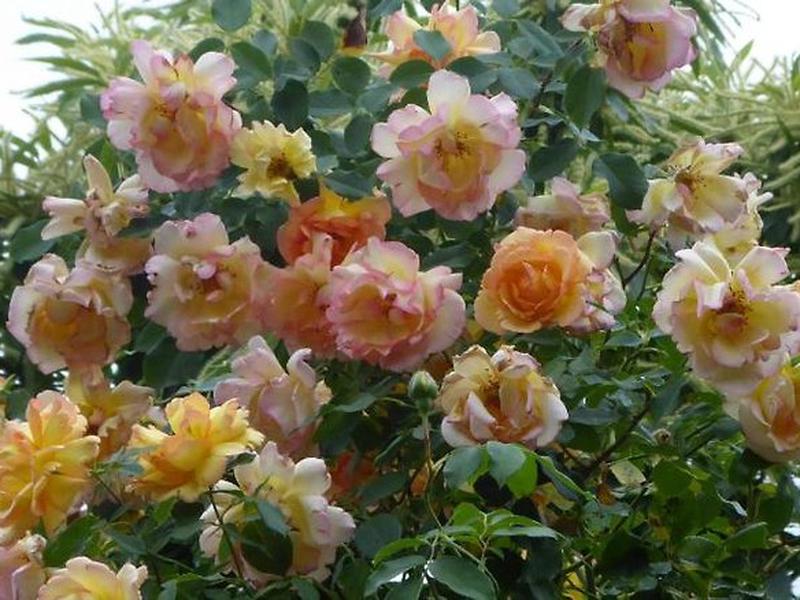 767E8358E94CBEB87992C0478562E9C1