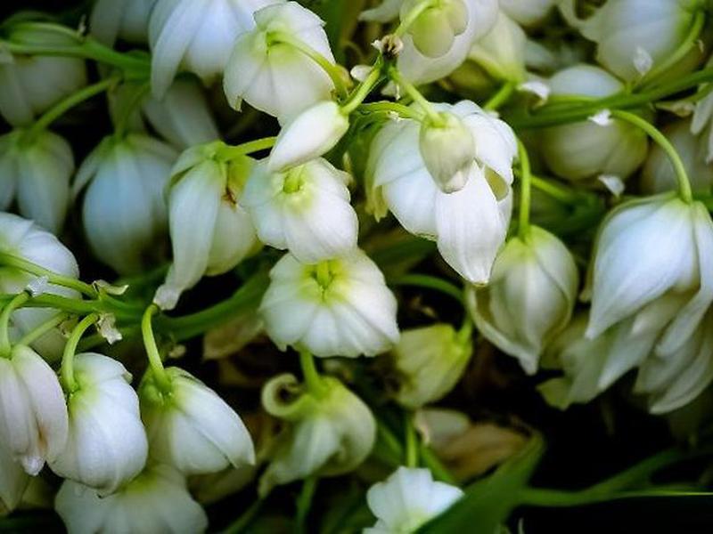 8903268BCEE2E97501EB778420B50230