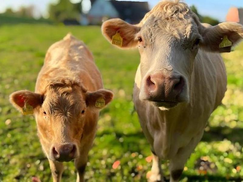 FFF94BAFAF69E907C7D03EF77704A283