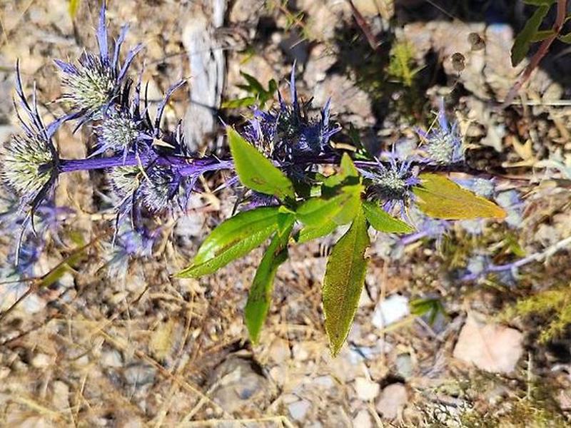 FDEDE4C5E793004CCCB3B35349257B17